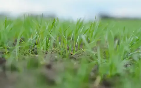 Młoda trawa wychodzi z ziemi. Zastanawiasz się, po jakim czasie kiełkuje trawa? Oto odpowiedź w zieleni.