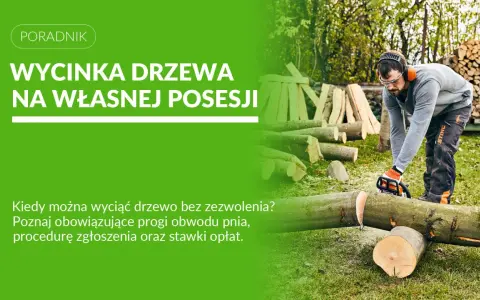 Mężczyzna z piłą łańcuchową ścina drzewo. Dowiedz się, jakie drzewa można wyciąć bez pozwolenia na własnej posesji.