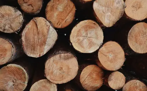 Stos pociętych pni drzewnych, gotowych na budowę domu. Widać słoje i naturalne piękno drewna.