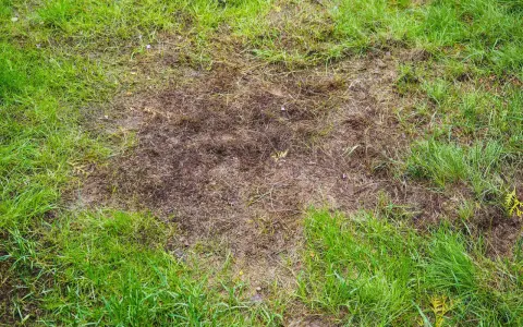Na trawniku widoczne są brązowe, suche plamy i **dziury w trawniku**, gdzie trawa obumarła, kontrastując z soczystą zielenią wokół.