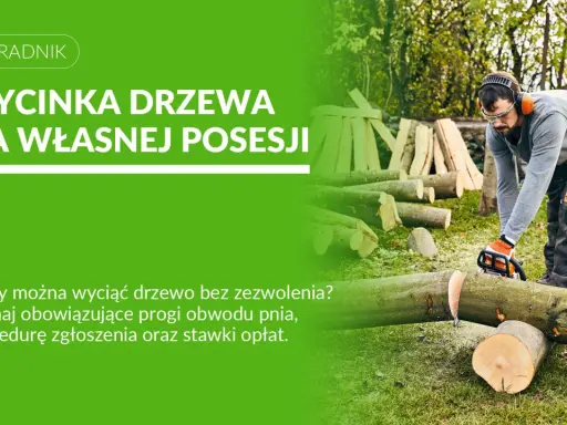 Mężczyzna z piłą łańcuchową ścina drzewo. Dowiedz się, jakie drzewa można wyciąć bez pozwolenia na własnej posesji.