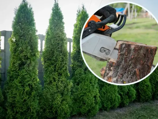 Kara za wycięcie tui bez zezwolenia. Piła łańcuchowa ścina pień drzewa, obok rosną żywopłoty z tui.