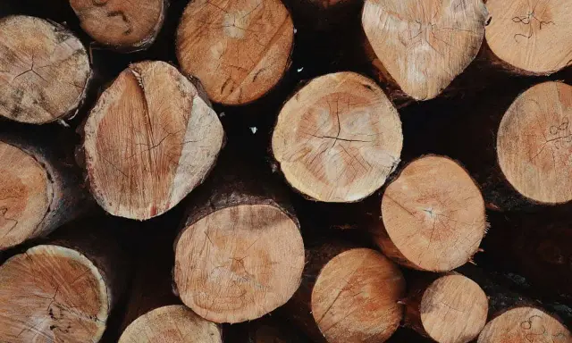 Stos pociętych pni drzewnych, gotowych na budowę domu. Widać słoje i naturalne piękno drewna.